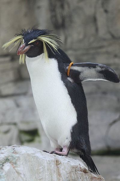 Northern rockhopper penguin wwwphotovolcanicacomPenguinSpeciesNorthernRock