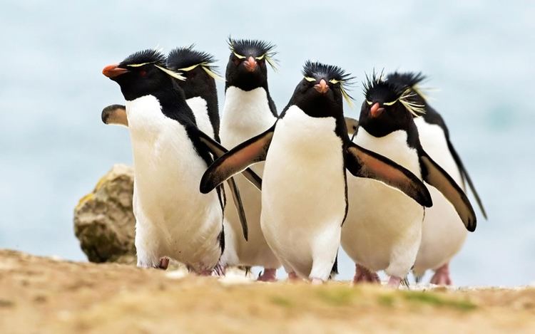 Northern rockhopper penguin First assessment of Endangered Northern Rockhopper Penguins since