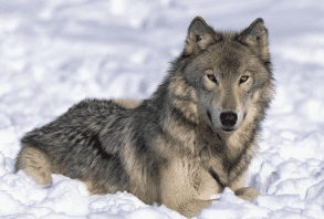 Northern Rocky Mountain wolf Northern Rocky Mountain Wolf