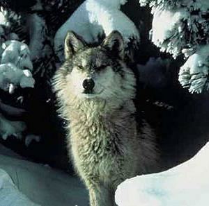 Northern Rocky Mountain wolf httpsuploadwikimediaorgwikipediaen66cNor