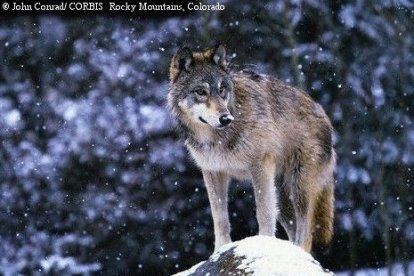 Northern Rocky Mountain wolf Wolves Of The World Northern Rocky Mountain Wolf Canis lupus