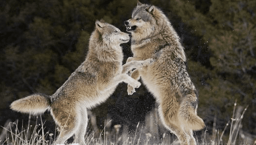 Northern Rocky Mountain wolf Rocky Mountain Wolf