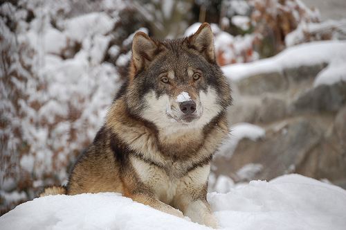 Northern Rocky Mountain wolf Northern Rocky Mountain wolf Canis lupus irremotus The Wolf