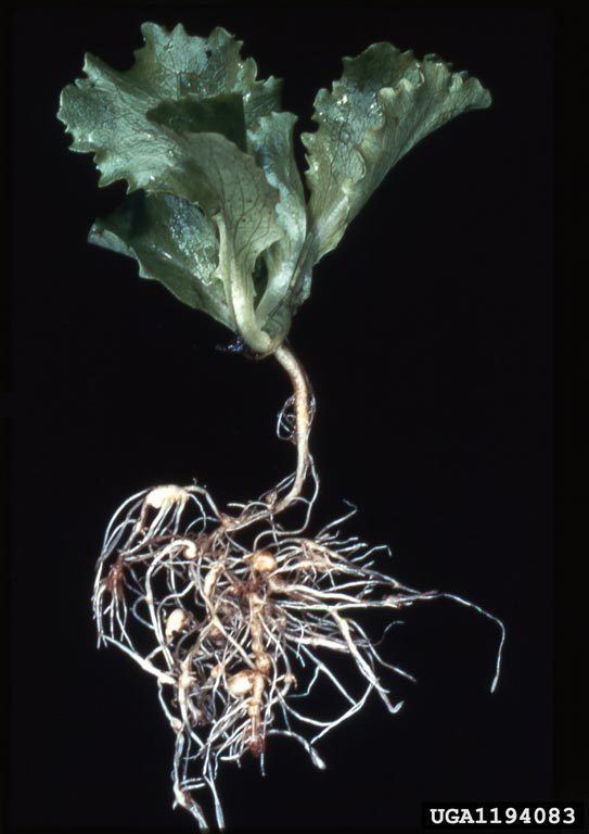 Northern root-knot nematode Northern rootknot nematode Meloidogyne hapla Pest Tracker CAPS