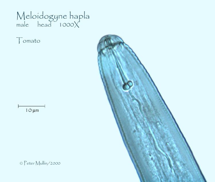 Northern root-knot nematode Meloidogyne hapla specimen Photo Gallery