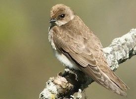 Northern rough-winged swallow Northern Roughwinged Swallow Identification All About Birds