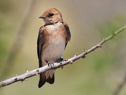 Northern rough-winged swallow Northern Roughwinged Swallow Identification All About Birds