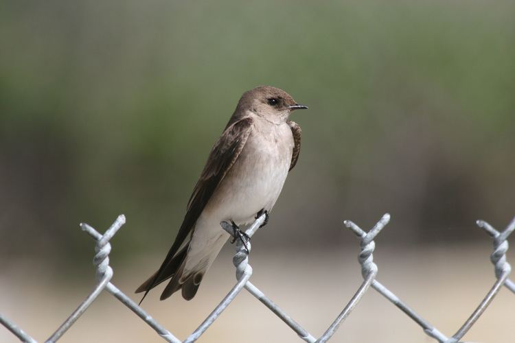 Northern rough-winged swallow Northern Roughwinged Swallow Stelgidopteryx serripennis