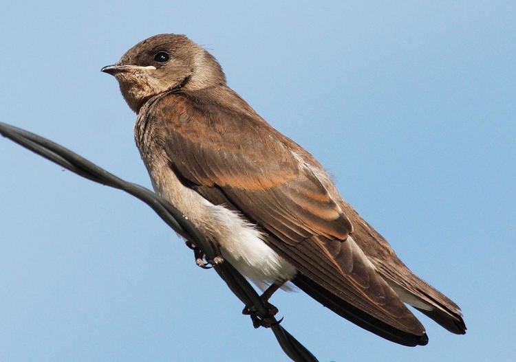 Northern rough-winged swallow Northern Roughwinged Swallow Audubon Field Guide