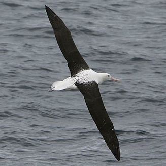 Northern royal albatross wwwbiodiversityexplorerorgbirdsdiomedeidaeima
