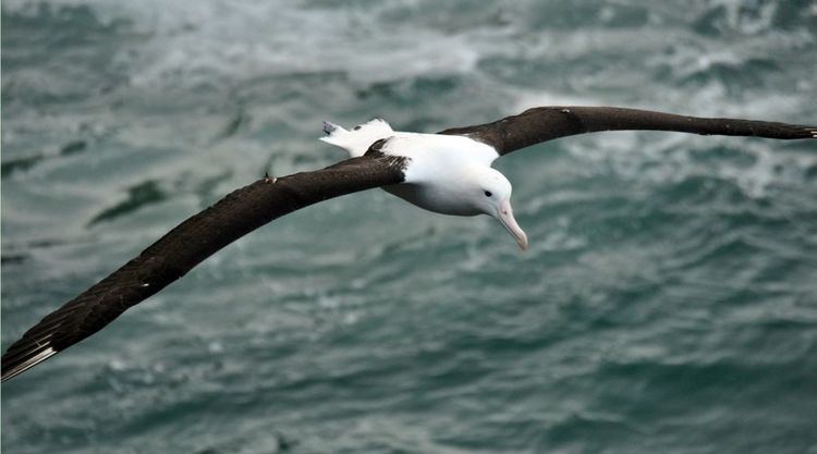 Northern royal albatross Northern Royal Albatross Birding NZ