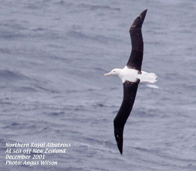 Northern royal albatross Annotated List of the Seabirds of the World Northern Royal Albatross