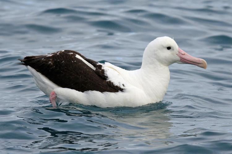 Northern royal albatross Northern royal albatross New Zealand Birds Online