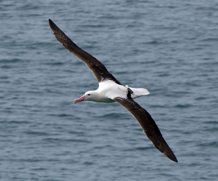 Northern royal albatross Northern Royal Albatross Birding NZ