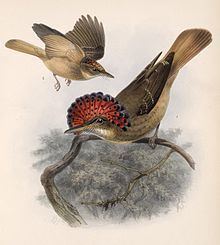 Northern royal flycatcher httpsuploadwikimediaorgwikipediacommonsthu