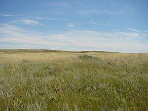 Northern short grasslands httpsuploadwikimediaorgwikipediacommonsthu