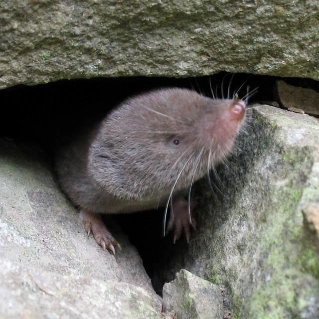 Northern short-tailed shrew And I Think to MyselfWhat A Wonderful World Creature Feature