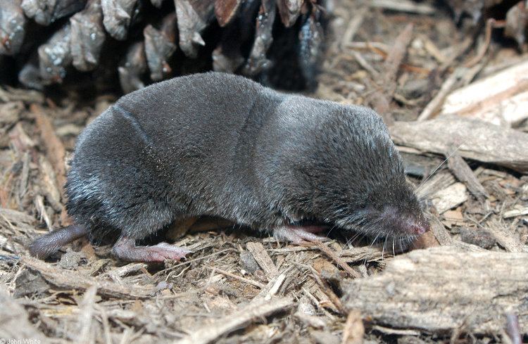 Northern short-tailed shrew CalPhotos Blarina brevicauda Northern Shorttailed Shrew