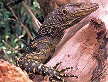 Northern Sierra Madre forest monitor httpsuploadwikimediaorgwikipediacommonsthu