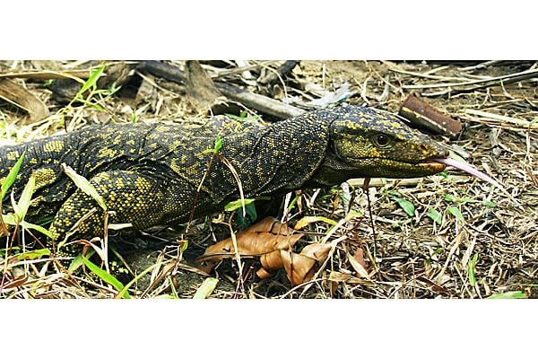 Northern Sierra Madre forest monitor Giant lizard discovery underscores threats to Philippine forests