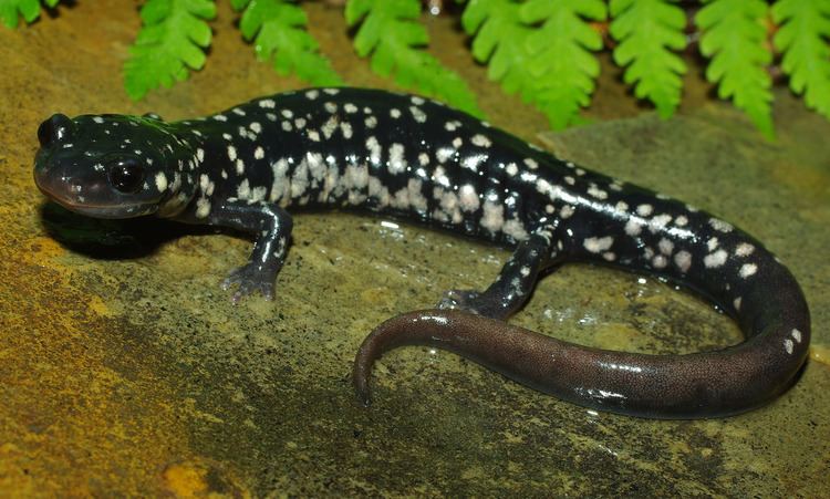 Northern slimy salamander - Alchetron, the free social encyclopedia