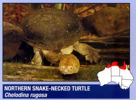 Northern snake-necked turtle NORTHERN SNAKENECKED TURTLE