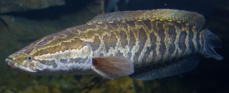 Northern snakehead Northern Snakehead Tennessee Aquarium