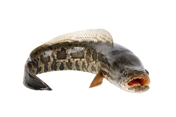 Northern snakehead Invasion of the Northern Snakeheads by Shai on Prezi