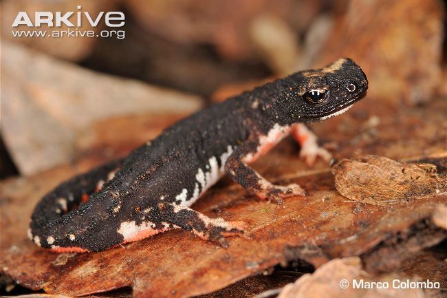 Northern spectacled salamander Northern spectacled salamander videos photos and facts