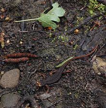 Northern spectacled salamander httpsuploadwikimediaorgwikipediacommonsthu