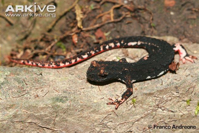 Northern spectacled salamander Northern spectacled salamander photo Salamandrina perspicillata
