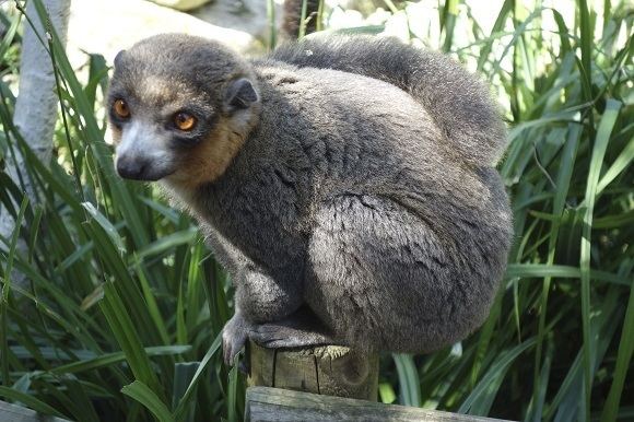 Northern sportive lemur Endangered Species Spotlight Northern Sportive Lemur Animal Friends