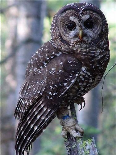 Northern spotted owl Giving a Hoot About the Northern Spotted Owl American Forests