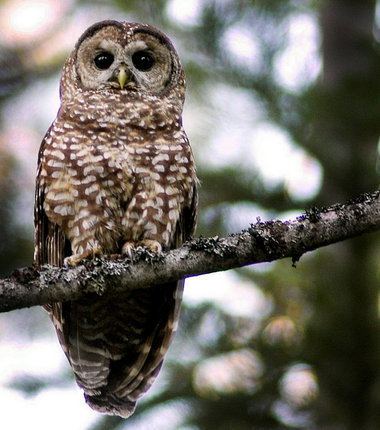 Northern spotted owl Obama administration increases 39critical habitat39 for northern