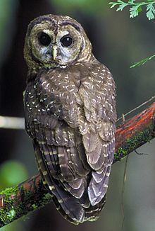 Northern spotted owl httpsuploadwikimediaorgwikipediacommonsthu