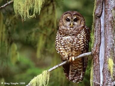 Northern spotted owl Environmental Protection Information Center EPIC Northern