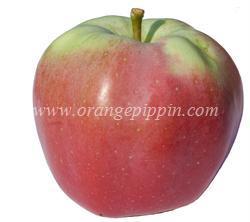 Northern Spy Apple Northern Spy tasting notes identification reviews