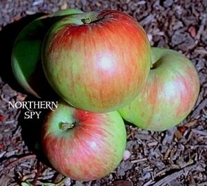 Northern Spy Northern Spy Apple Dave Wilson Nursery