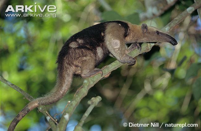 Northern tamandua Northern tamandua photo Tamandua mexicana G92938 ARKive