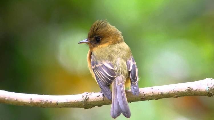 Northern tufted flycatcher Tufted Flycatcher Mitrephanes phaeocercus YouTube