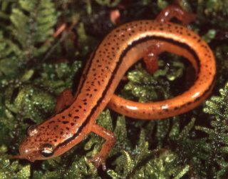 Northern two-lined salamander wwwdiscoverlifeorgIMINAT0000320Euryceabis
