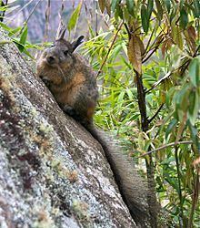 Northern viscacha httpsuploadwikimediaorgwikipediacommonsthu