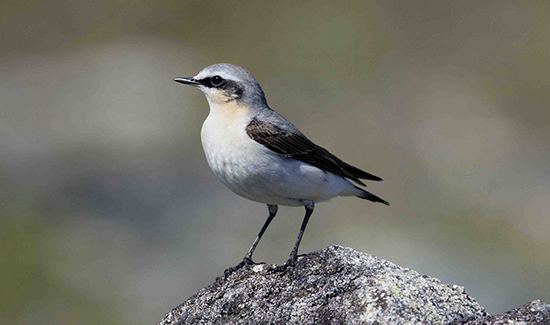 Northern wheatear Migrating Northern Wheatears Go the Distanceand Pack Accordingly