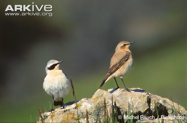 Northern wheatear Northern wheatear videos photos and facts Oenanthe oenanthe ARKive