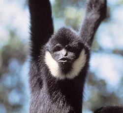 Northern white-cheeked gibbon Primate Factsheets Whitecheeked gibbon Nomascus leucogenys