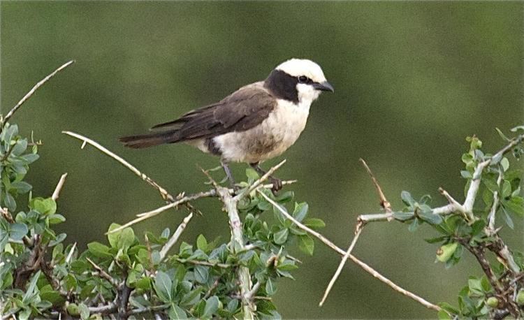 Northern white-crowned shrike Northern Whitecrowned Shrike Eurocephalus ruppelli Perched in a