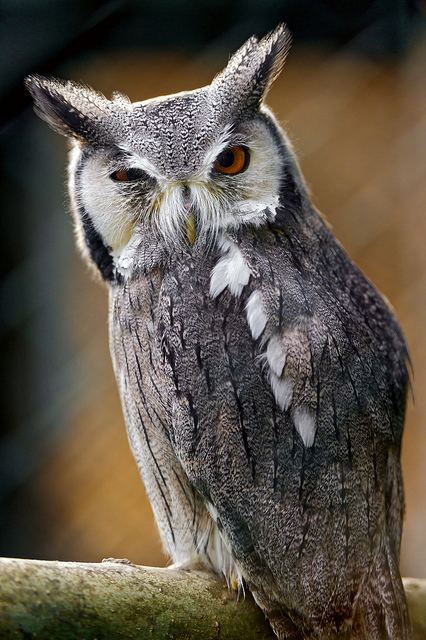 Northern white-faced owl Northern WhiteFaced Owl Has Coolest Defense Mechanism