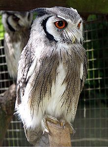 Northern white-faced owl httpsuploadwikimediaorgwikipediacommonsthu