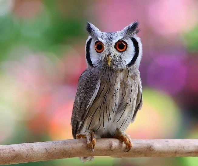 Northern white-faced owl Northern whitefaced owl by Tehutiy on DeviantArt