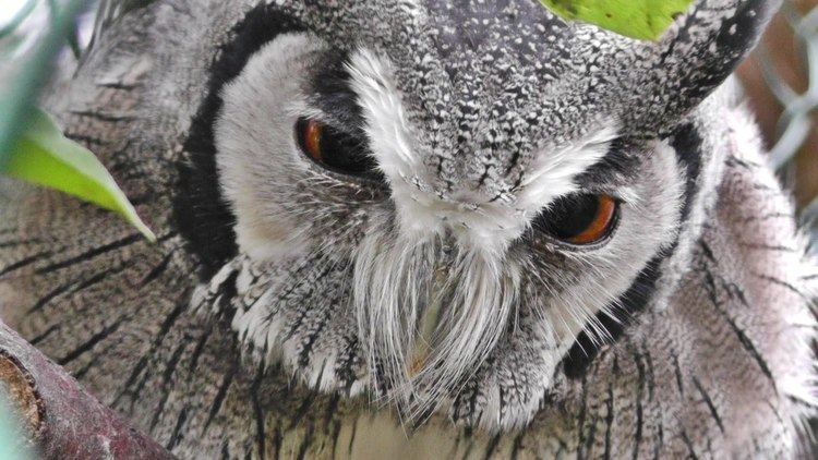 Northern white-faced owl Northern White Faced Owl Amazing Transformer Owl YouTube